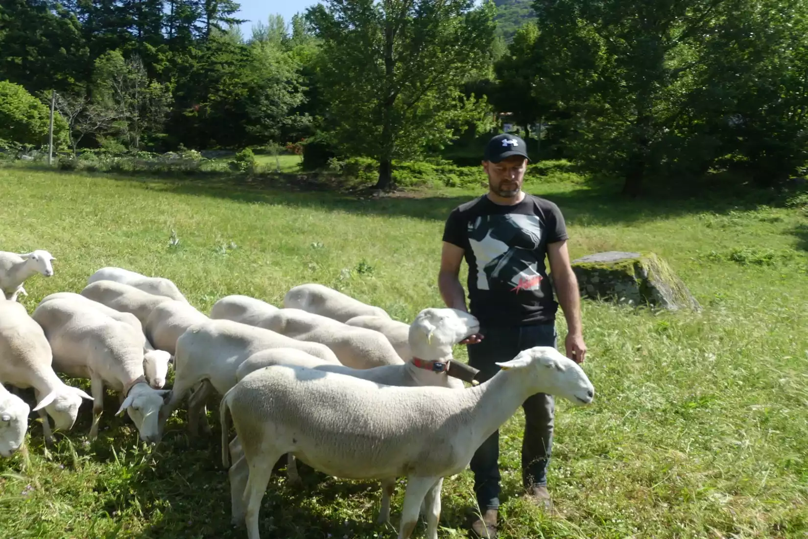 fête transhumance esperou mont-aigoual gard bétail troupeau