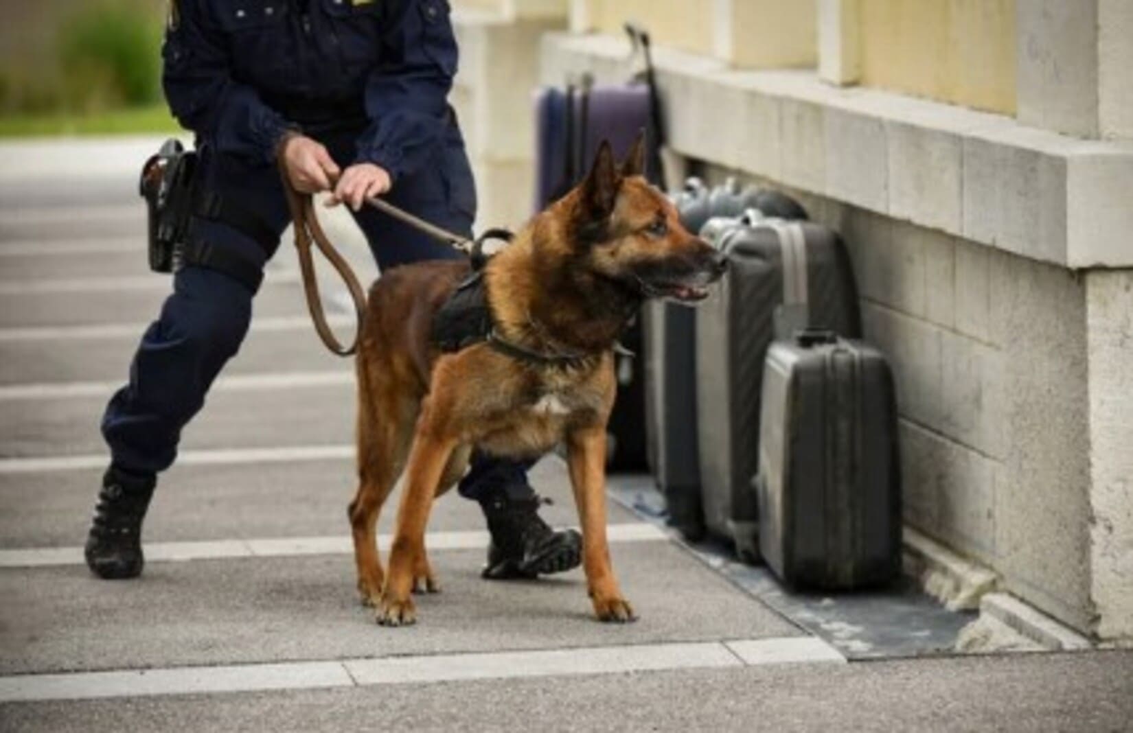 recherche_disparition_gendarmerie_fait_divers_le_reveil_du_midi