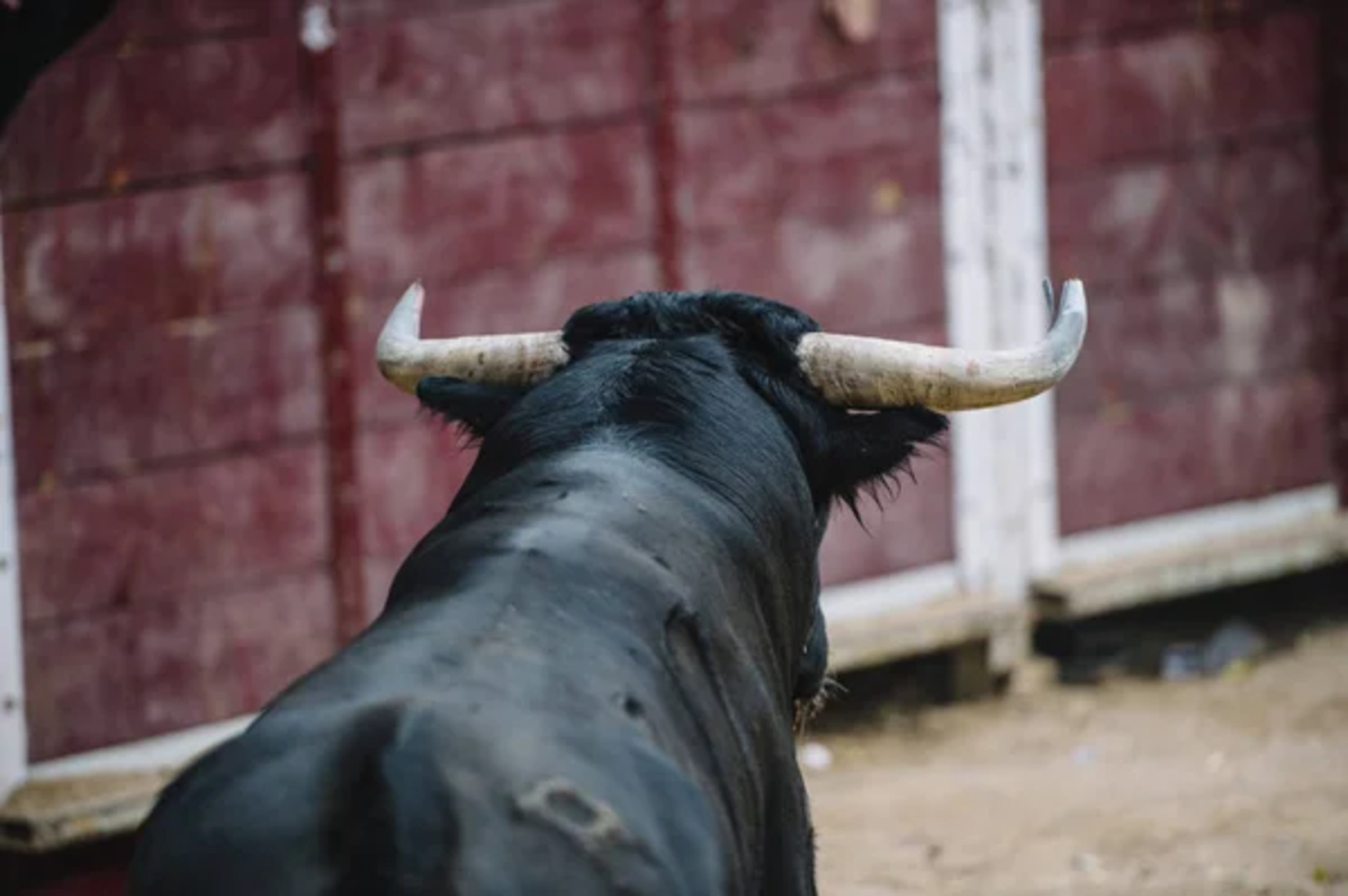 taureau_dans_une_aréne_défense_manifestation_corrida_le_reveil_du_midi