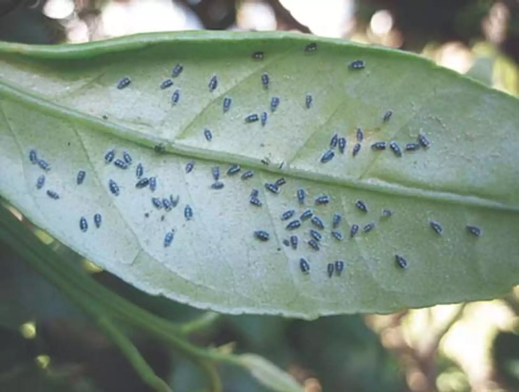 nouvel insecte gard attaque arbres fruitiers Aleurocanthus spiniferus