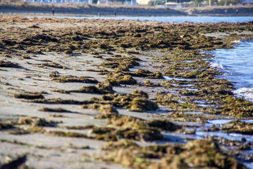 le grau du roi seaquarium zolteres herbes plantes marines lereveildumidi4