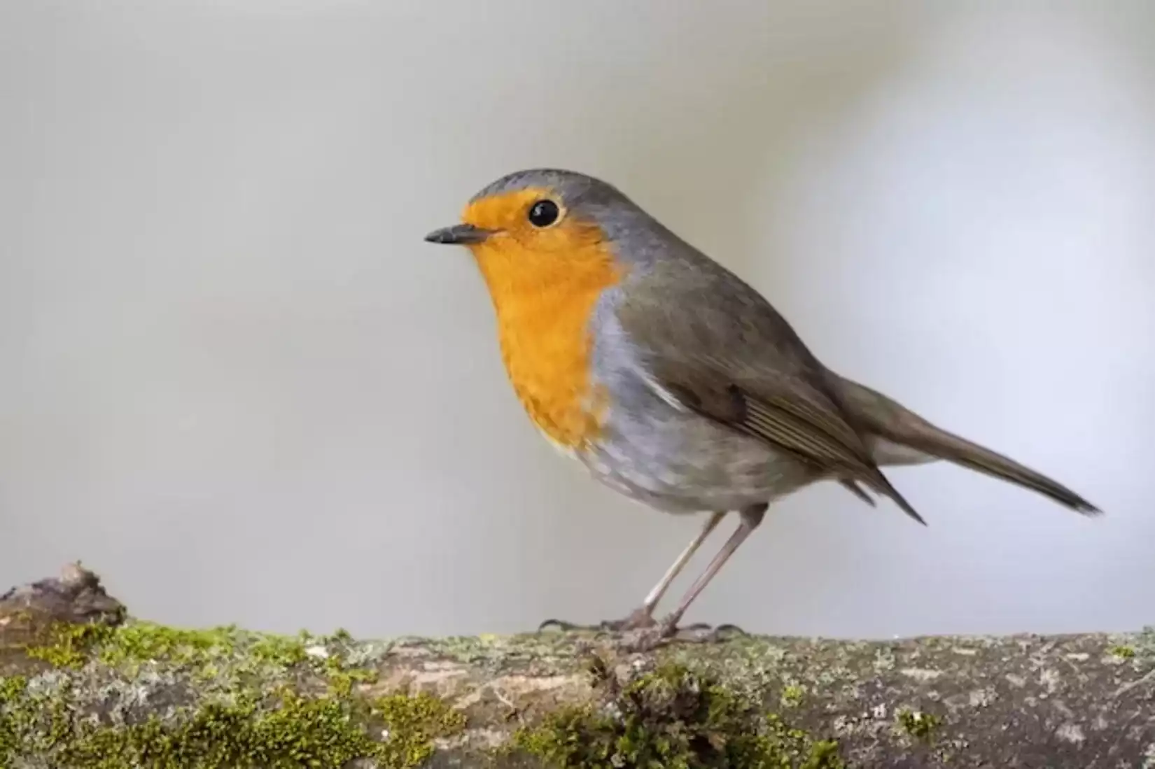 libération oiseaux alès sommet de l'Ermitage