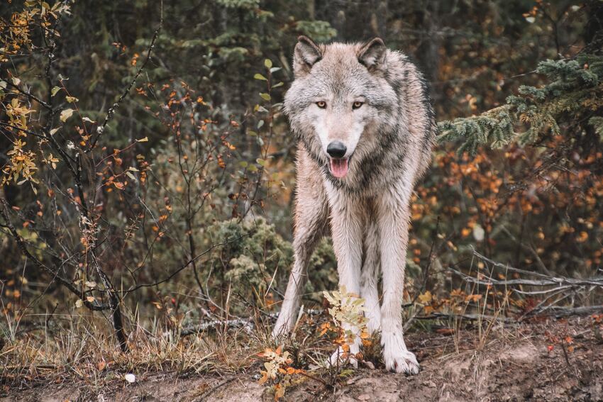 loup_agriculterus_chambre_reunion_lereveildumidi