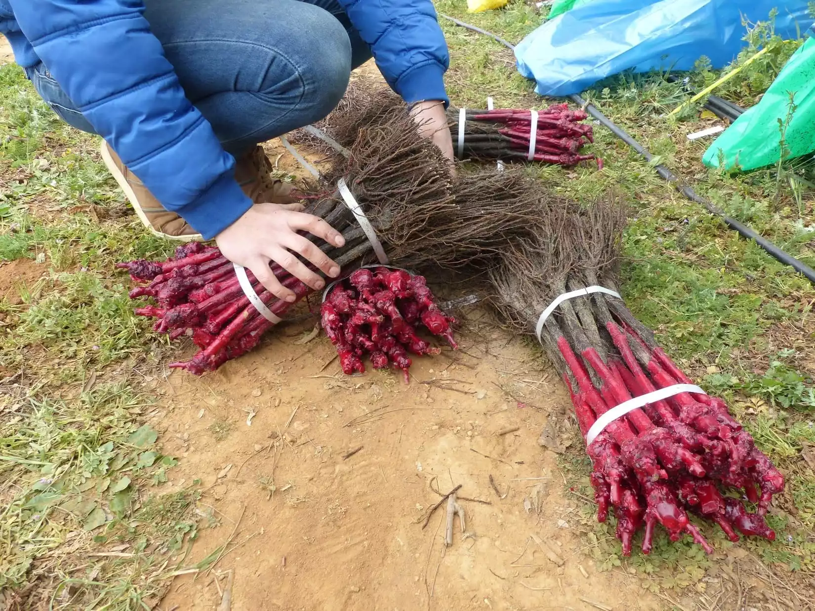 manque d’eau variétés de vignes expérimentées gard 