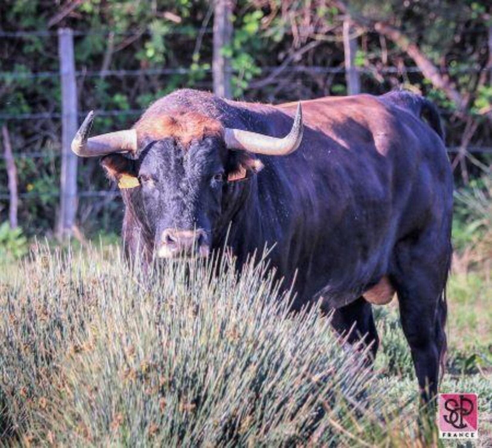 toros, feria, Nîmes, corrida, pentecôte