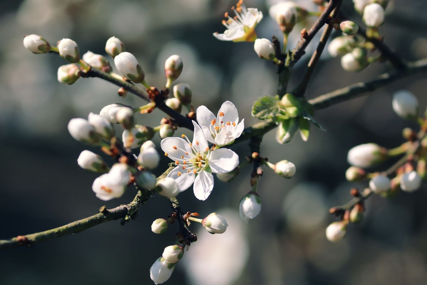 meteo_soleil_chaleur_bourgeons_froid_secheresse