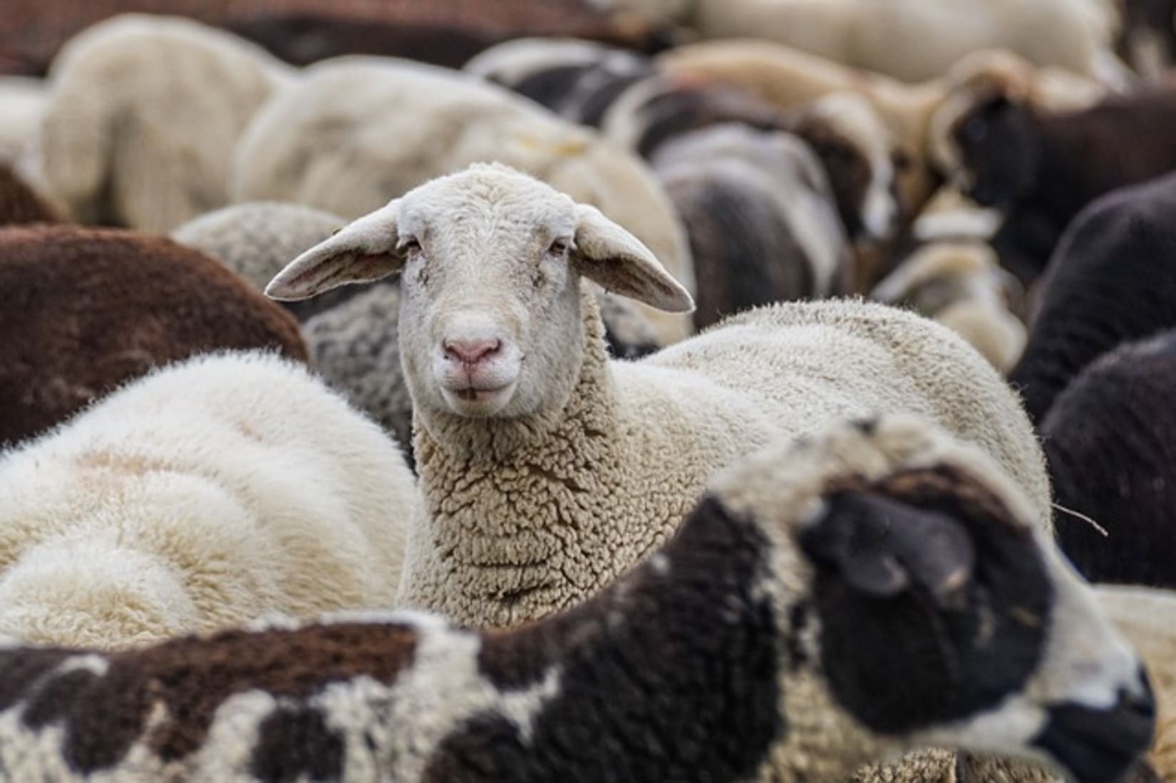 moutons morts bus percutés enquête