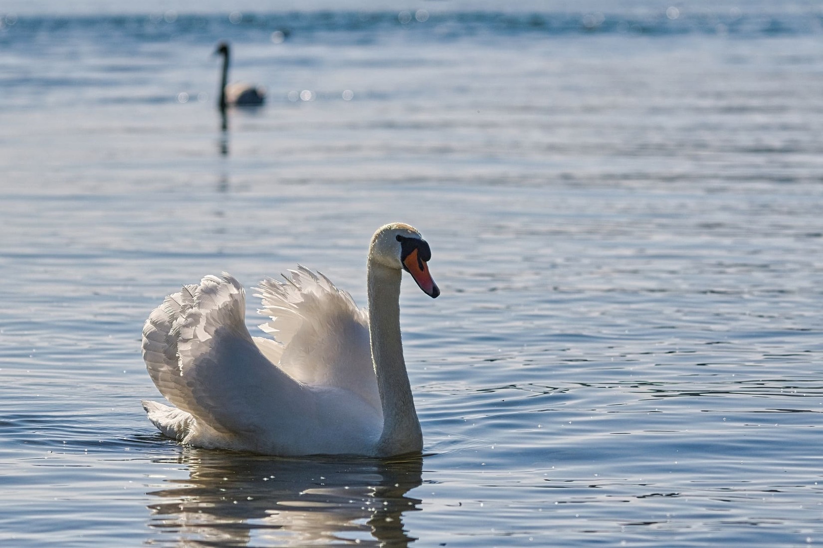 cygne_mort_gard_grippe_aviaire_mesure_lerevildumidi