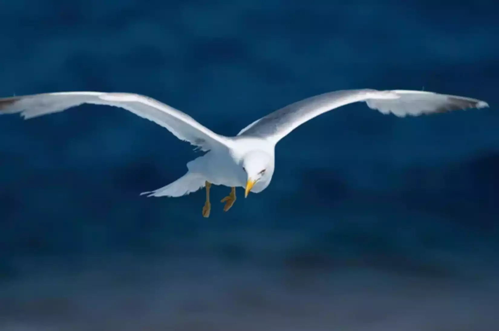 nouveau cas grippe aviaire gard oiseaux des mers