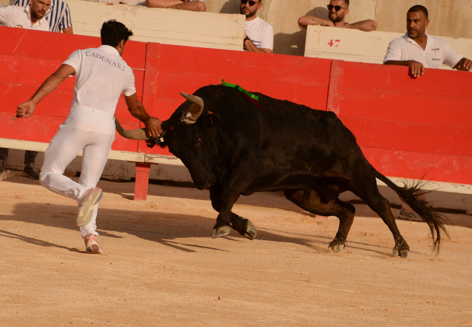 Nîmes Cadenas course camarguaise