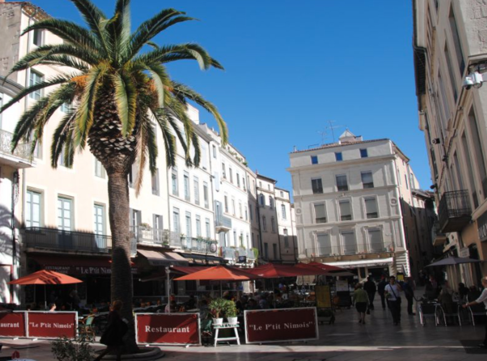 placedumarche palmier vegetalisation chantalmay nimes