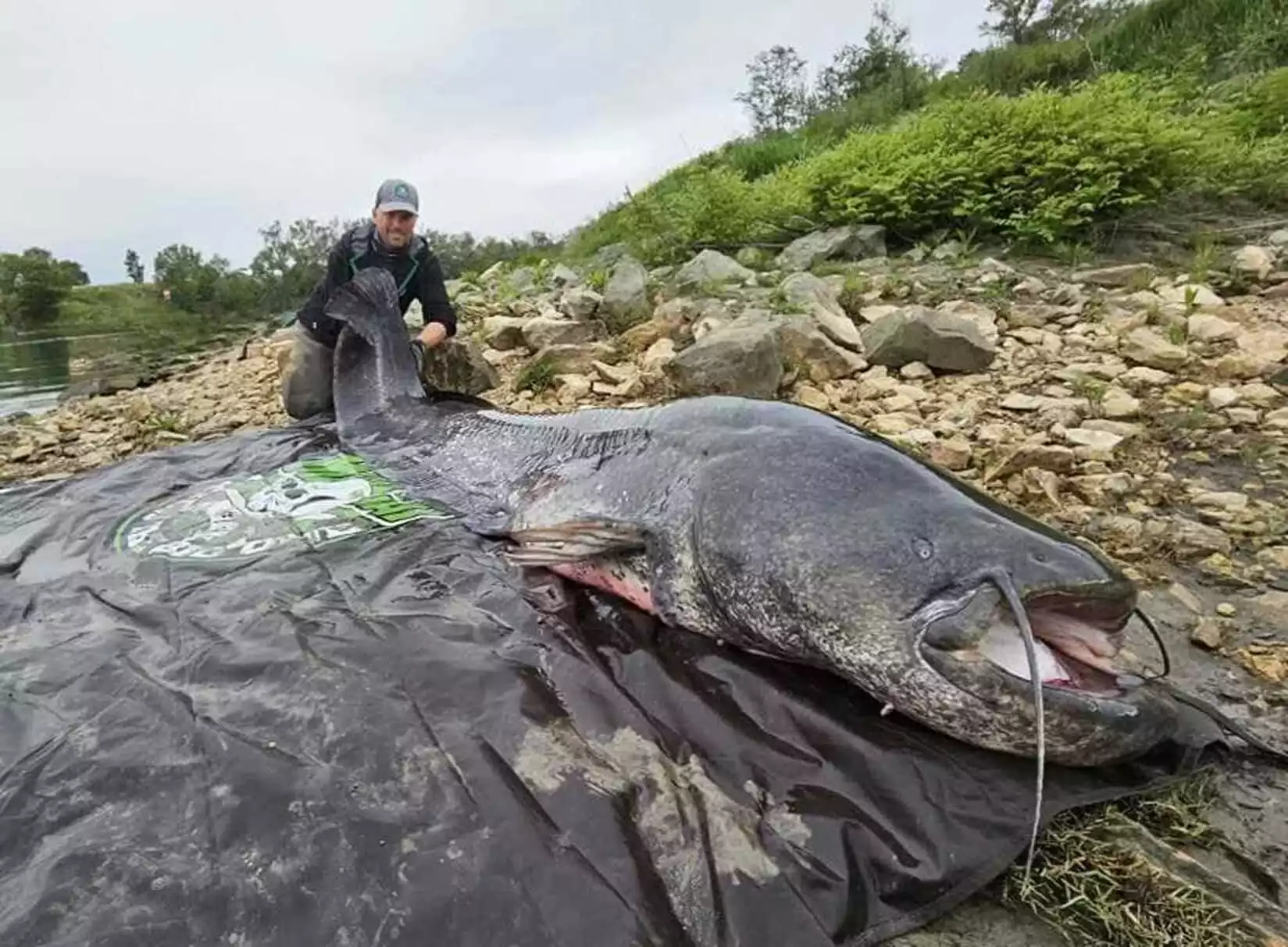 peche longueur silure record rhone beaucaire gard