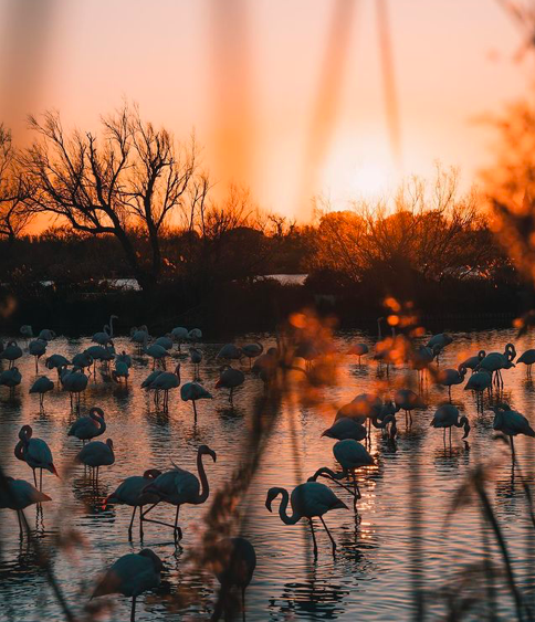 Flamands roses en camargue - Gard 