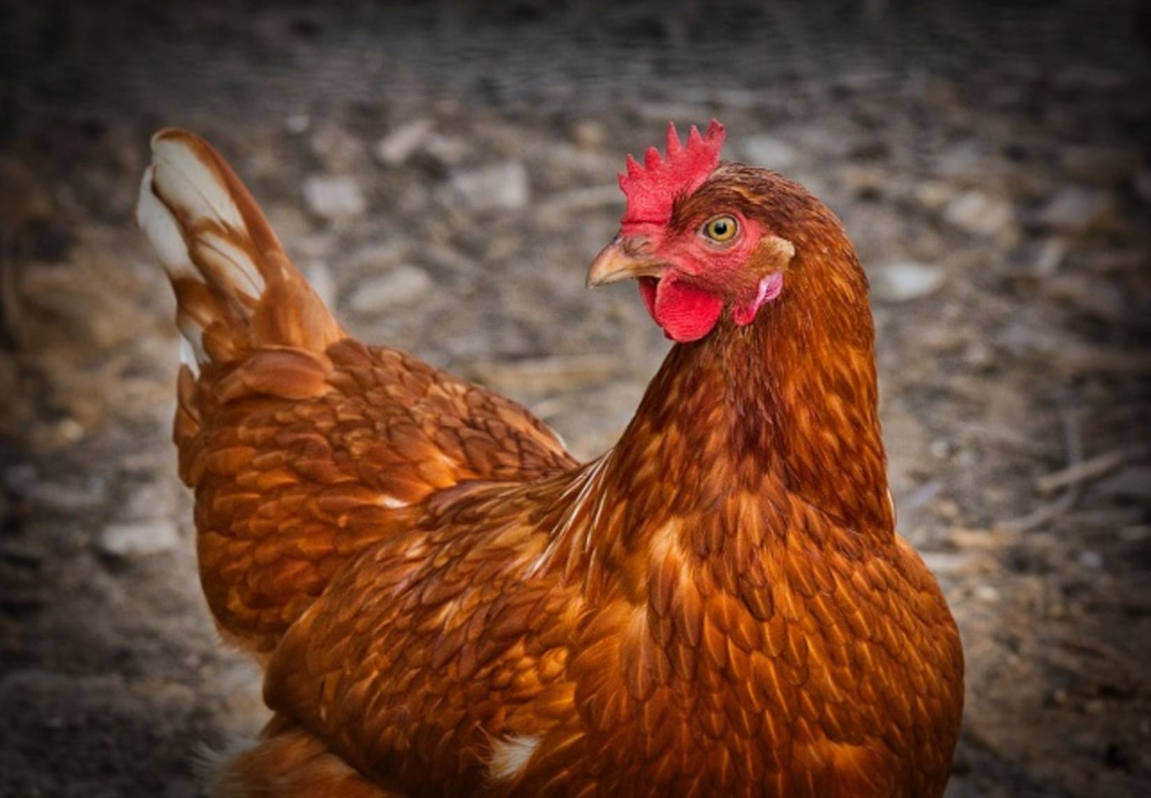 poule_abattoir_poulailler_don_sauvetage_éleveur_le_réveil_du_midi