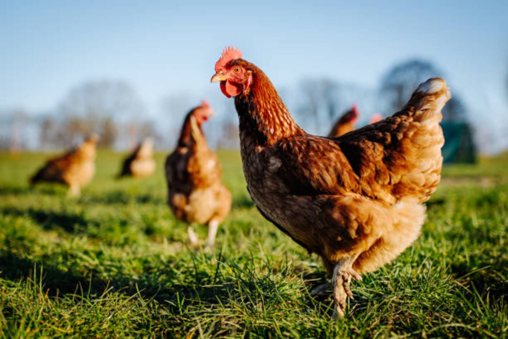 zone_réglementée_mise_en_place_poules_pondeuses_le_reveil_du_midi_gard