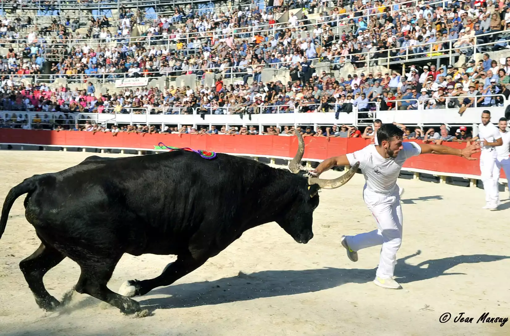 printemps de l'aficion evenement nimes fete camargue taureau festiva