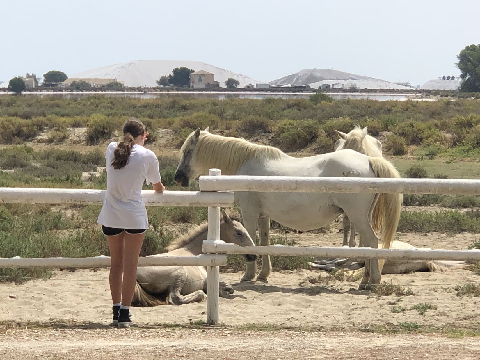 safari camargue chevaux 44 lereveildumidi3