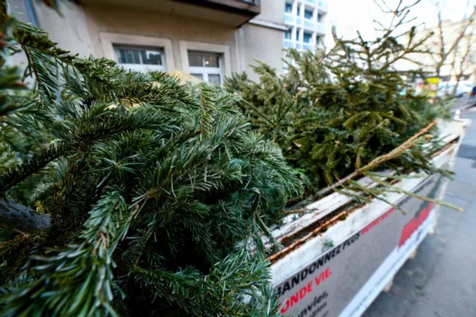 alès_sapins_de_noel_en_fin_de_vie_le_reveil_du_midi