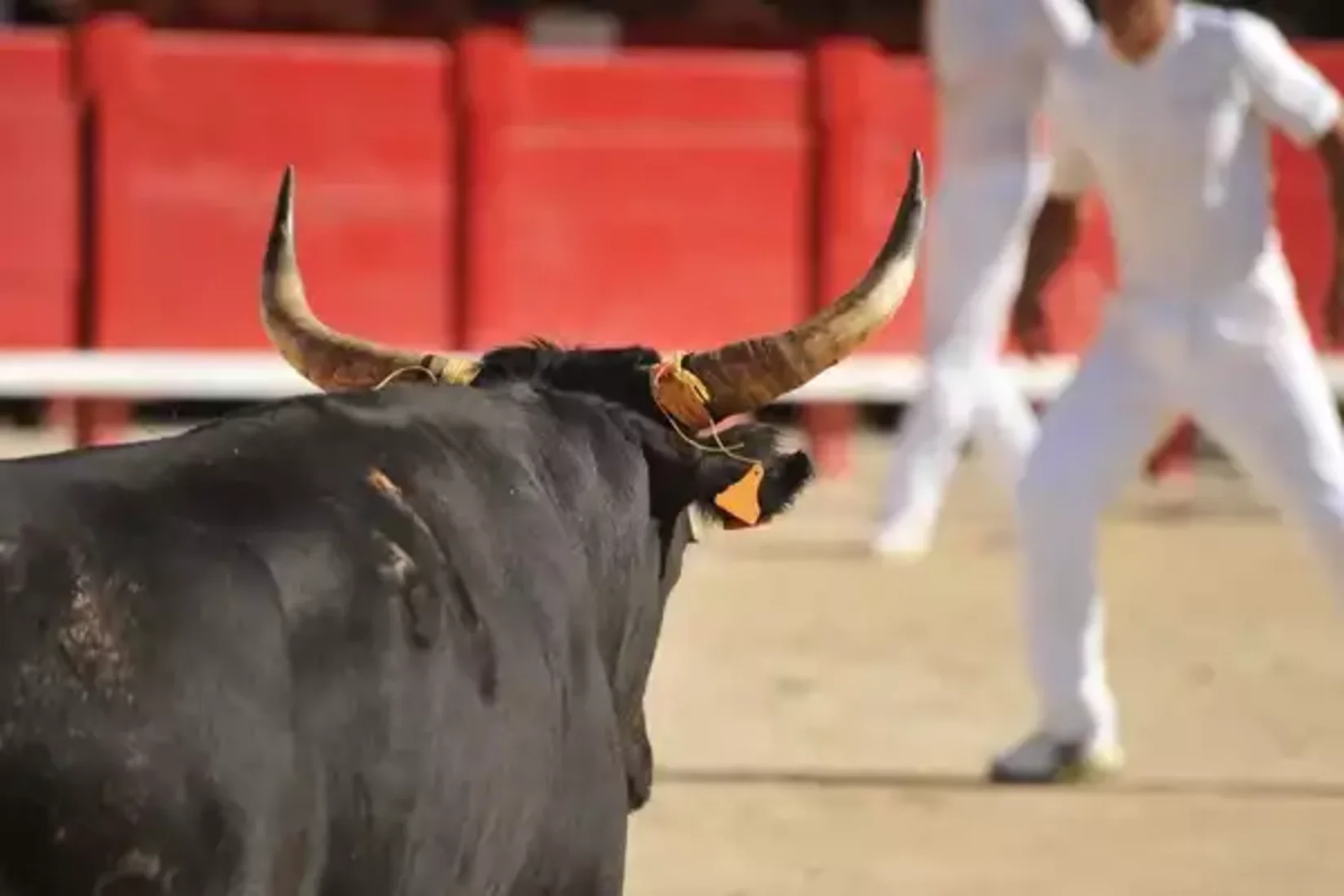 fête votive Grau-du-Roi Arènes 08 Au 17 septembre taureaux taurine tauromachie