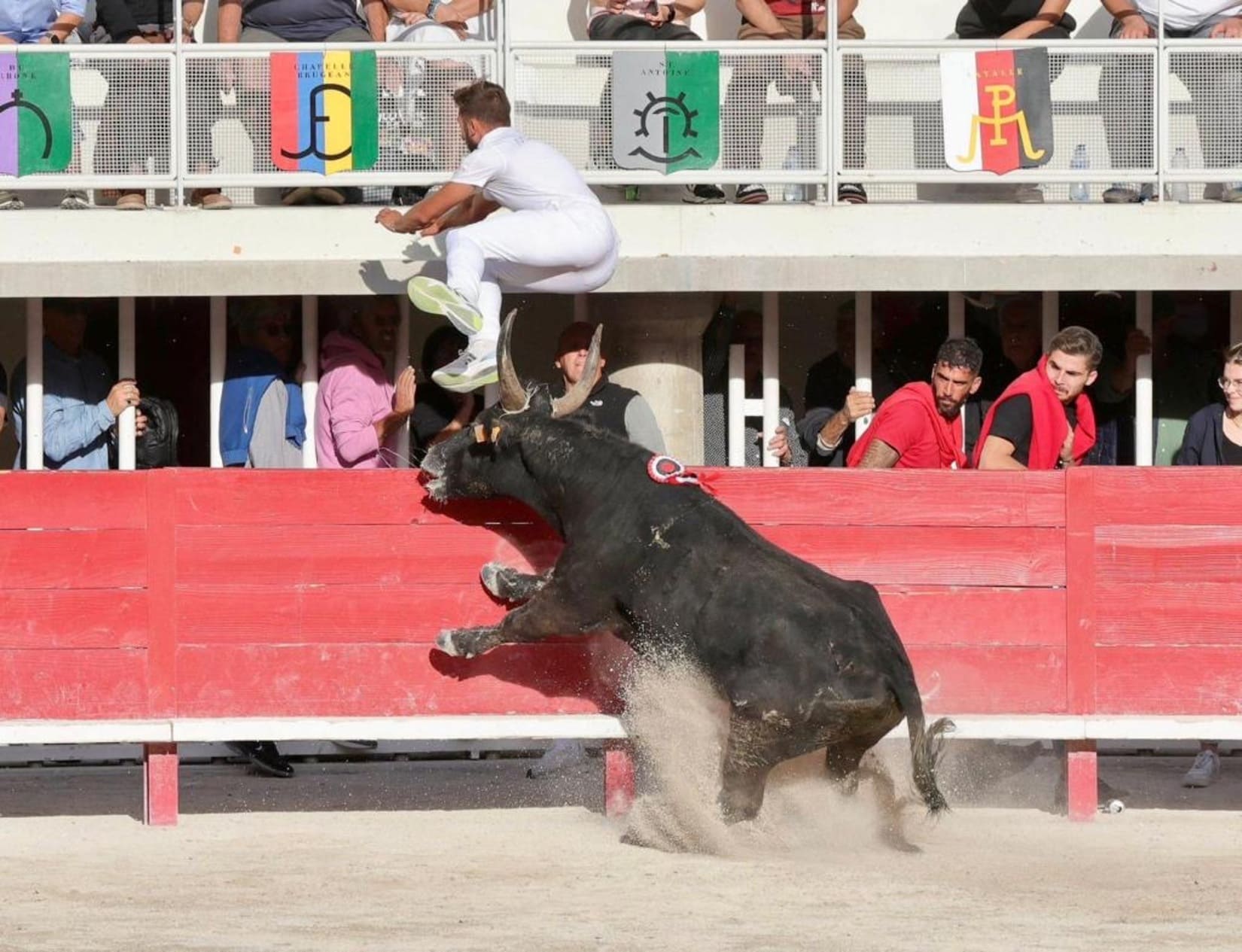 Traditions Culture Tauromachie Bouvine 