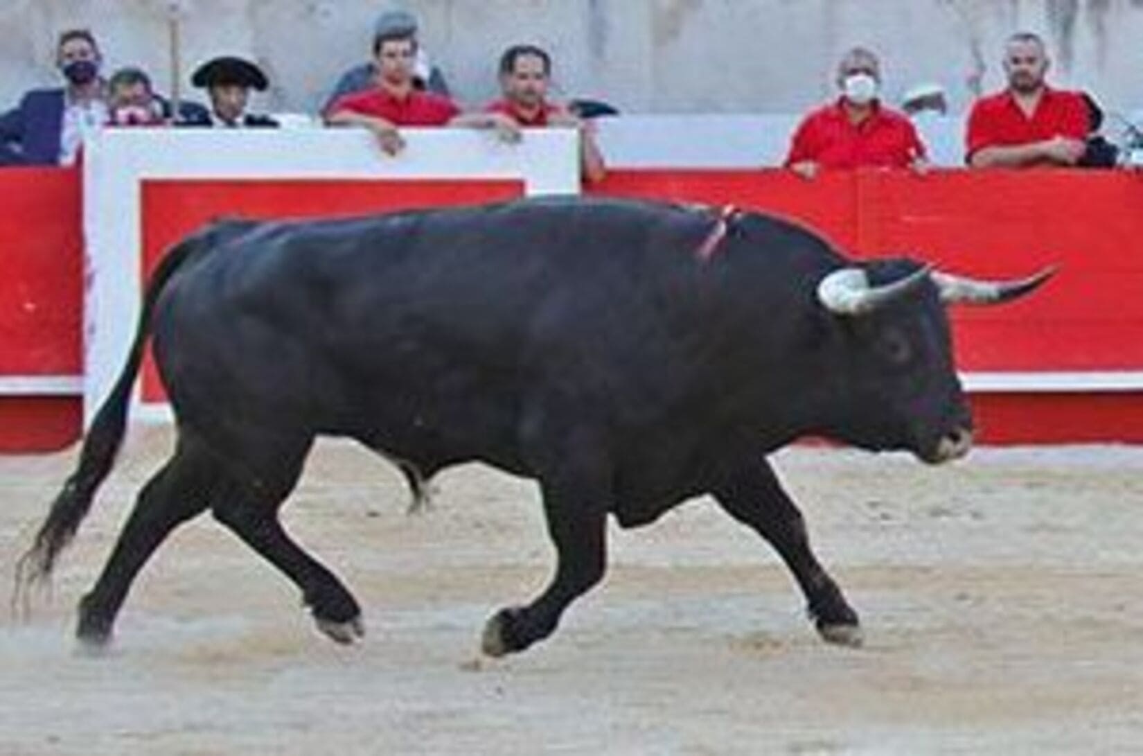 corrida_arène_tauromachie_toro_toros_ganaderia_féria_Alès_Gard_2023_élevage