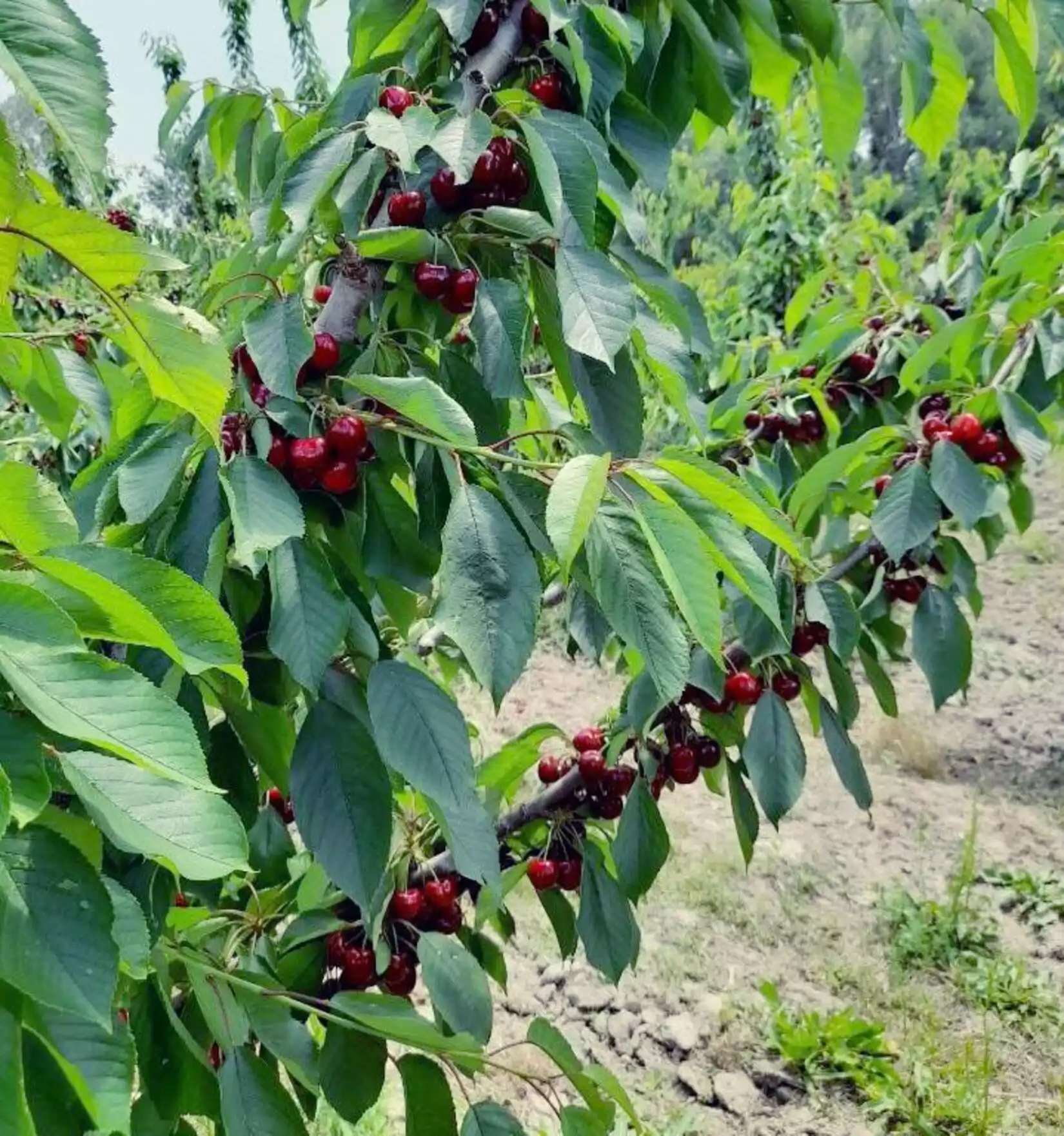 temps des cerises recolte agriculture vallabregues gard