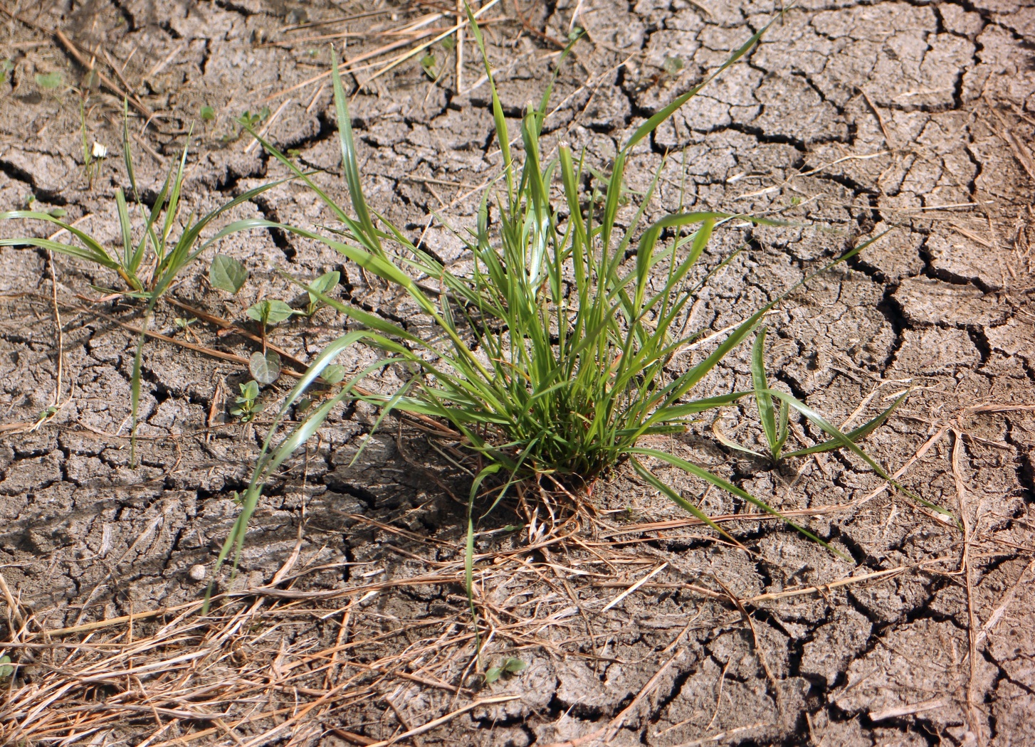 climat_pluie_agriculture_secheresse