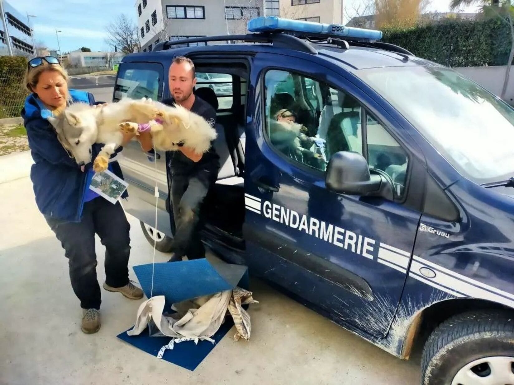 togo_canicross_empoisonnement_vauvert_chien_boulettes_empoisonnees