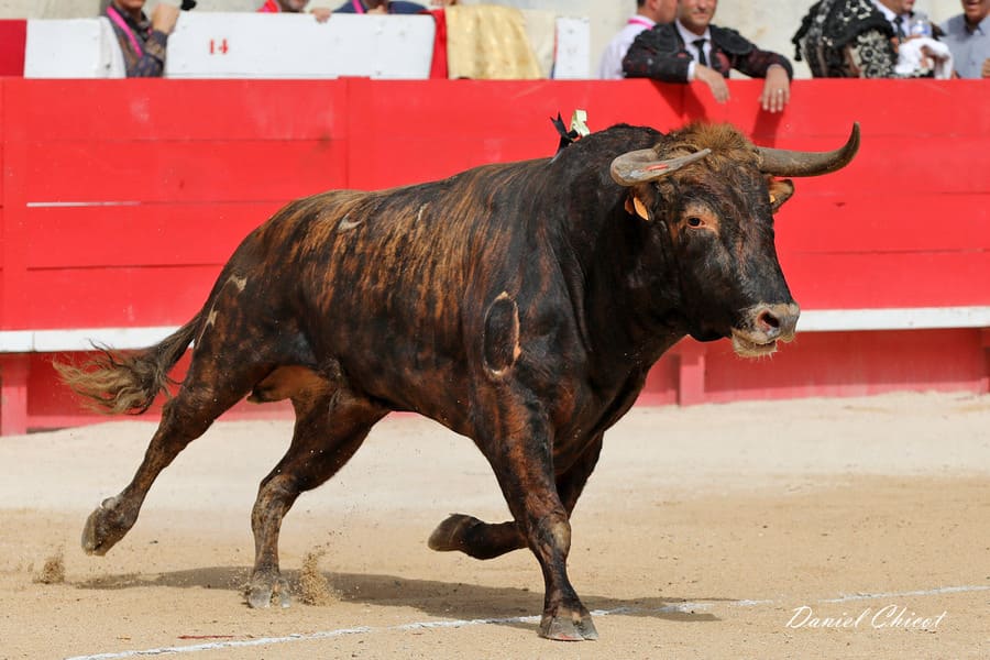 toros_de_corrida_féria_de_Nîmes.jpg