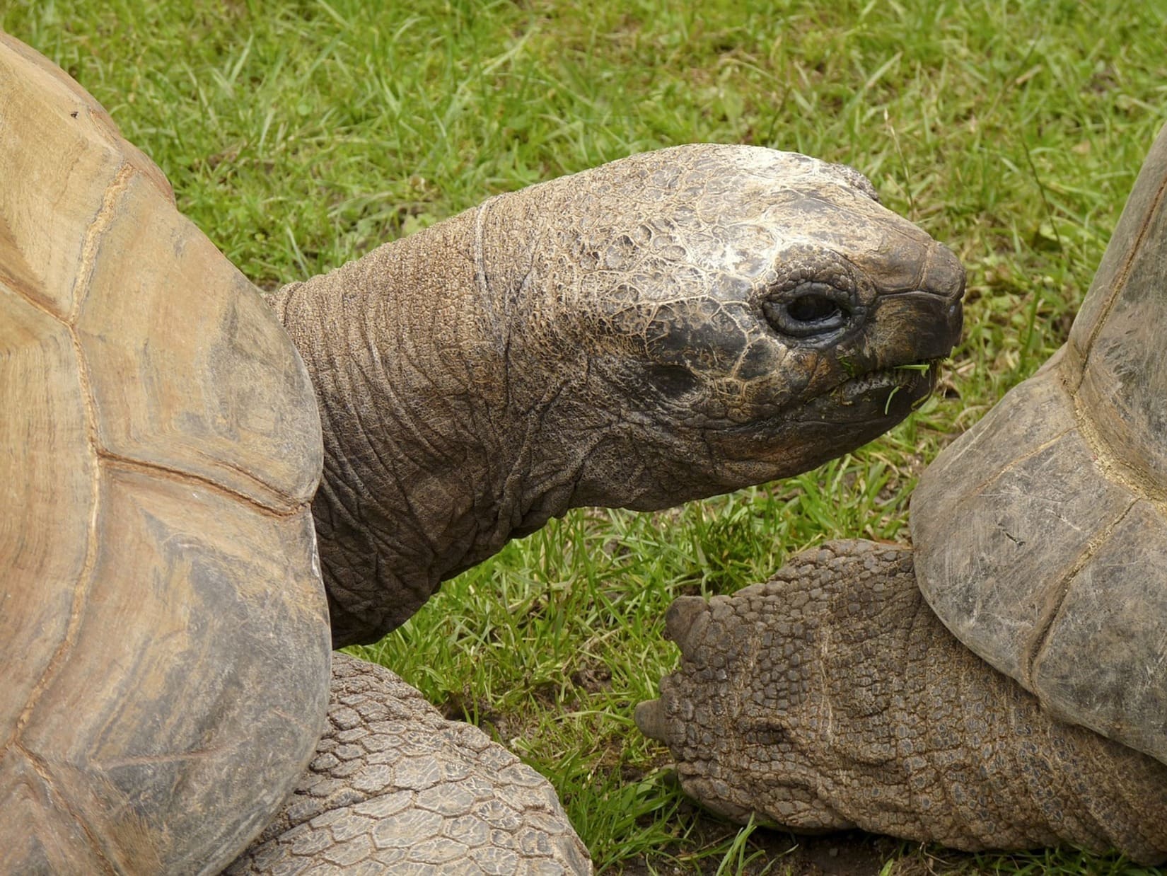 porte ouverte tortue hébergement association