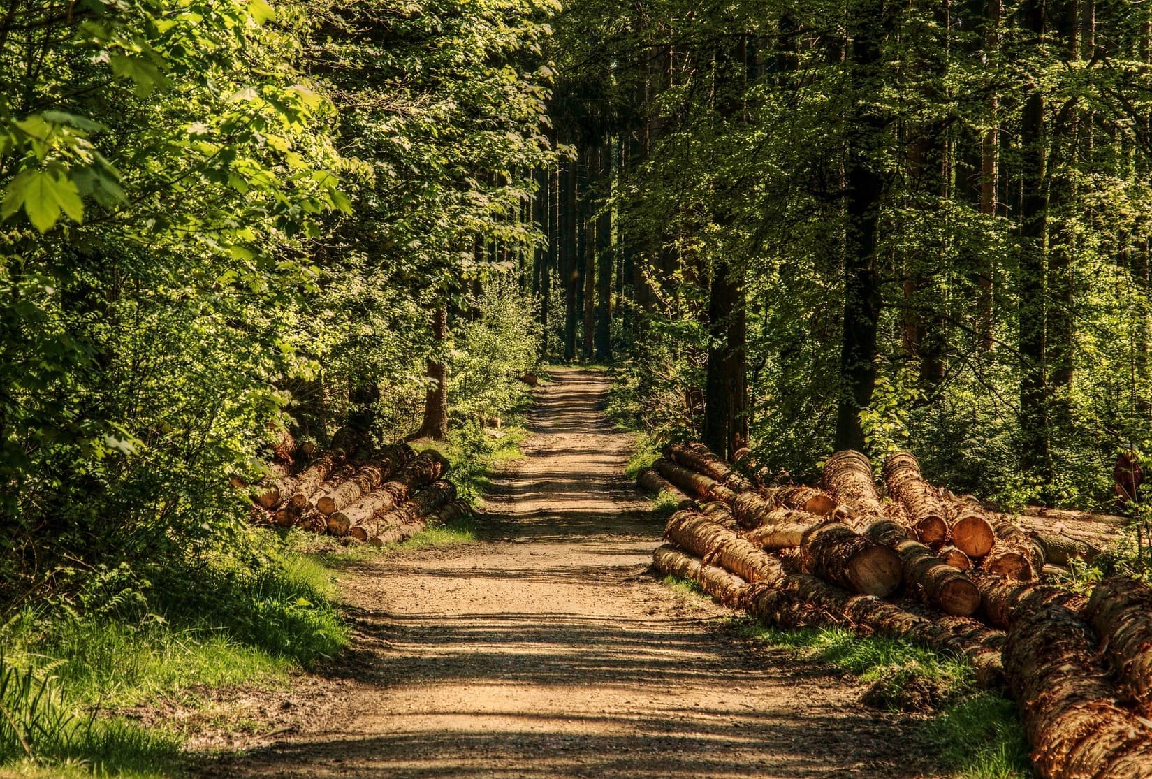 promenade_nature_environnement_sentiers_garrigue_arbre_forêt_gard_lereveildumidi