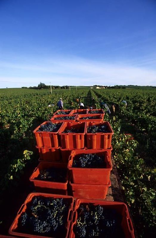 Nimes-Vendanges mécaniques-été 2004