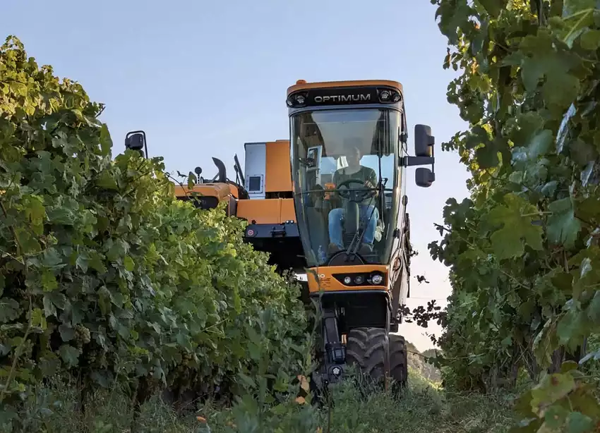 vendanges 2023 gard 