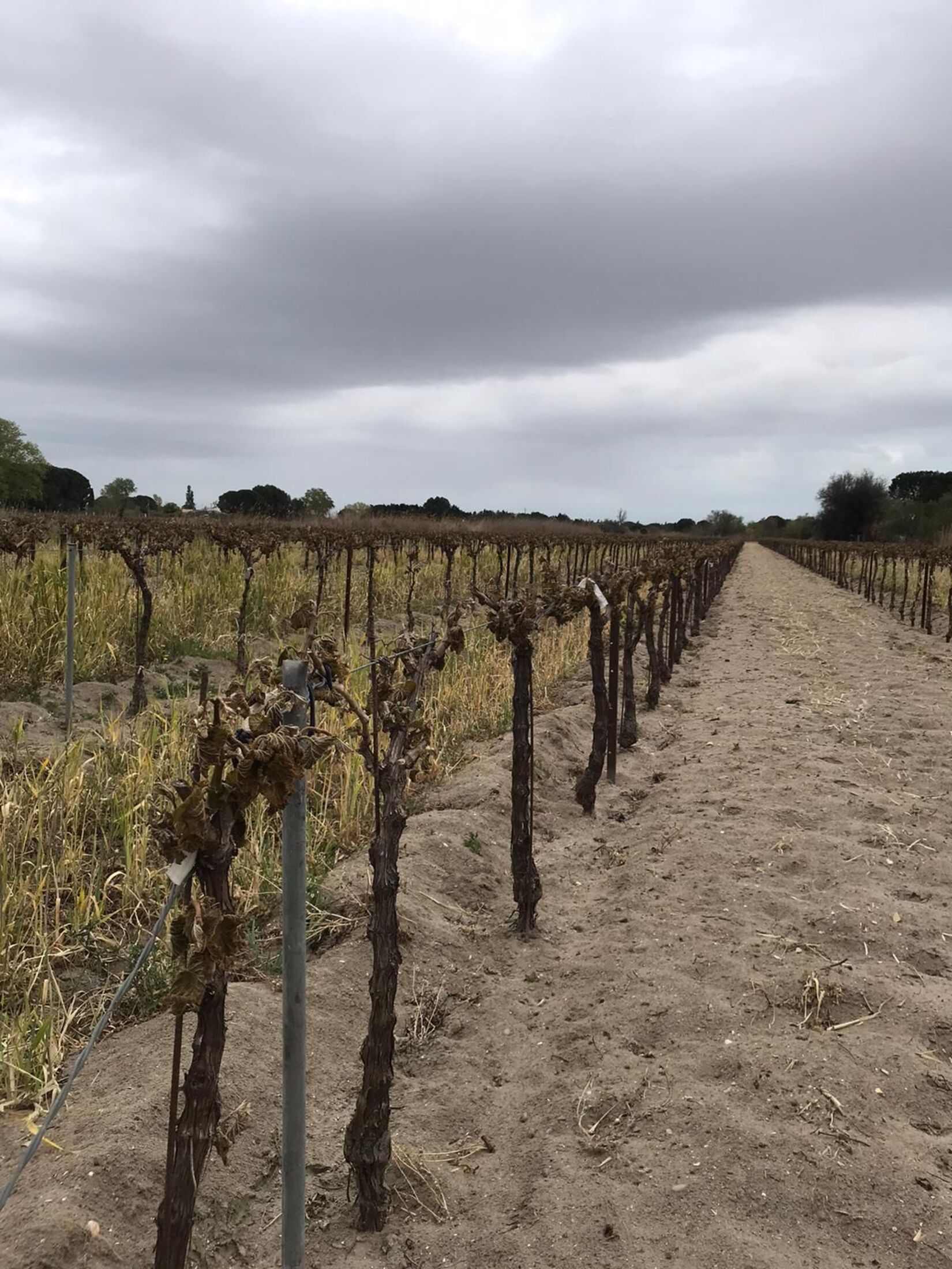 camargue_vignes_salinité_sol