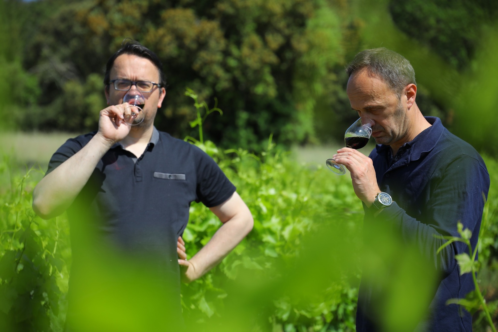 vignesreboussieres_vignerons_vinsIGP_IGPCevennes_gard_vendanges2022_reveildumidi