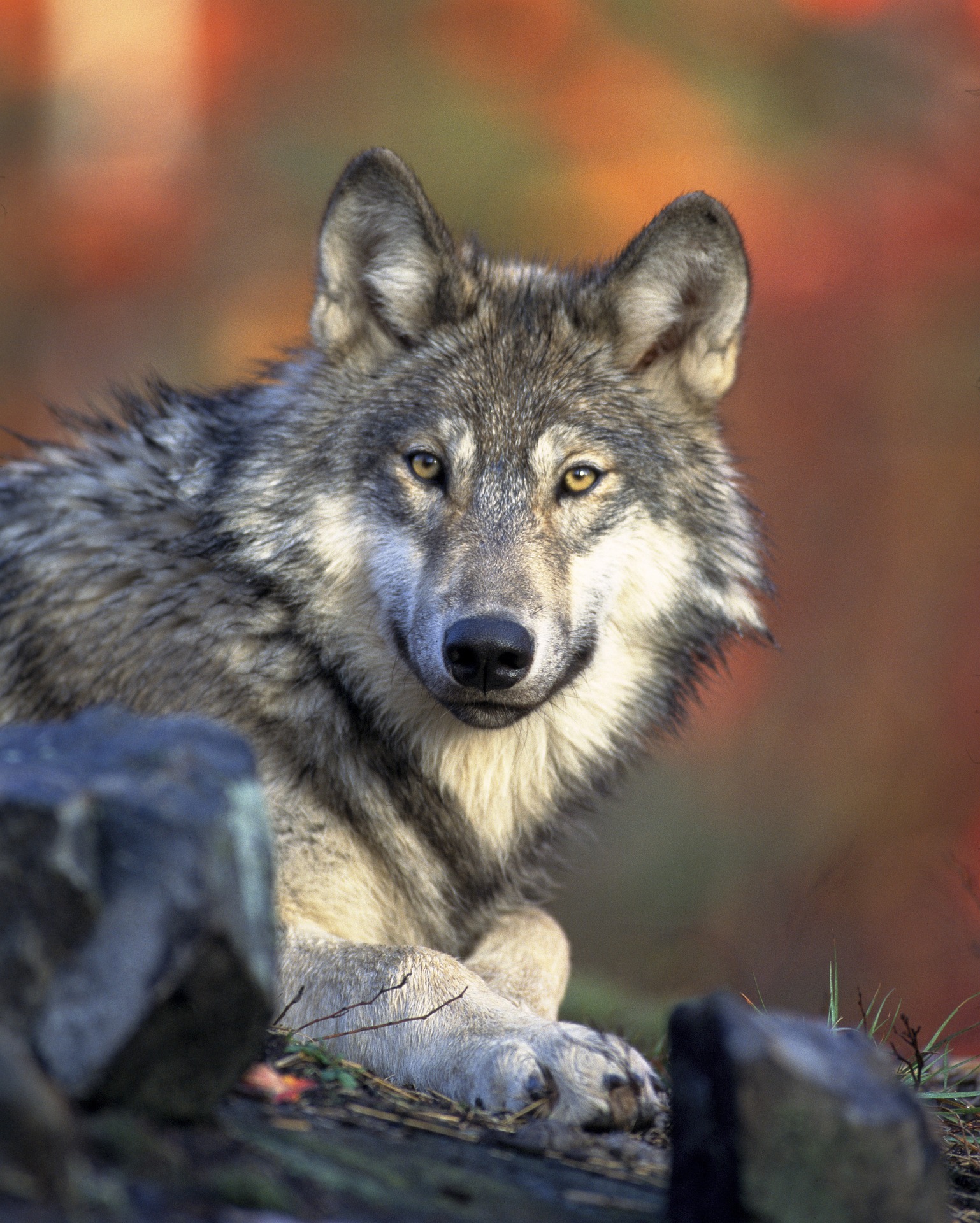 loup_attaque_chasse_le_reveil_du_midi