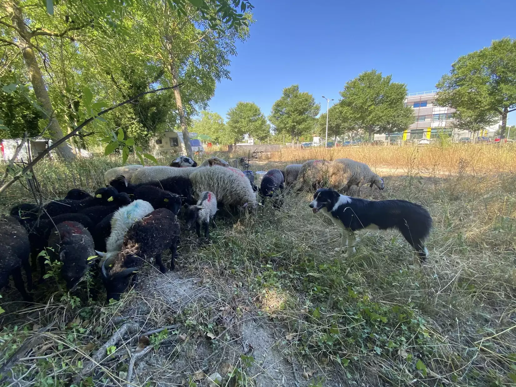 Écopâturage animations Bois des Noyers georges besses nimes