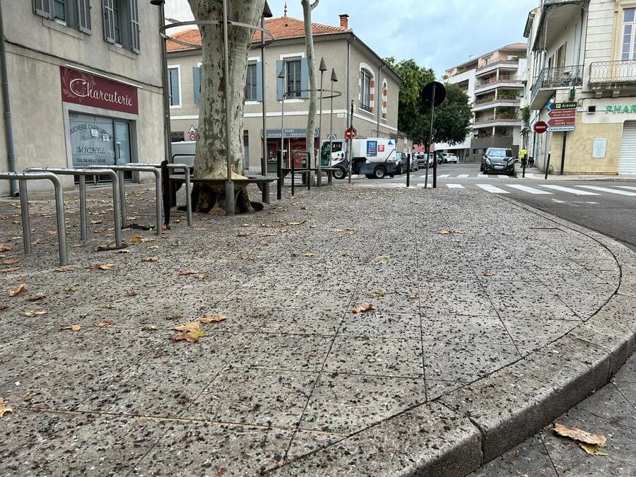 étourneaux_avenue_Carnot_Nîmes.jpeg